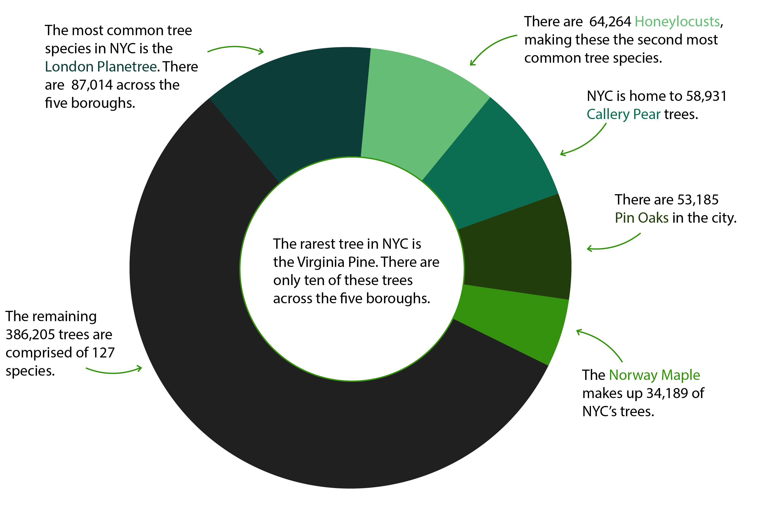A doughnut chart of NYC's most common tree species.
